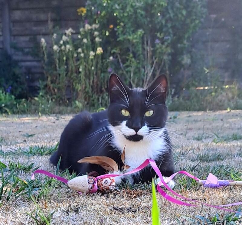 Foto TOMMIE