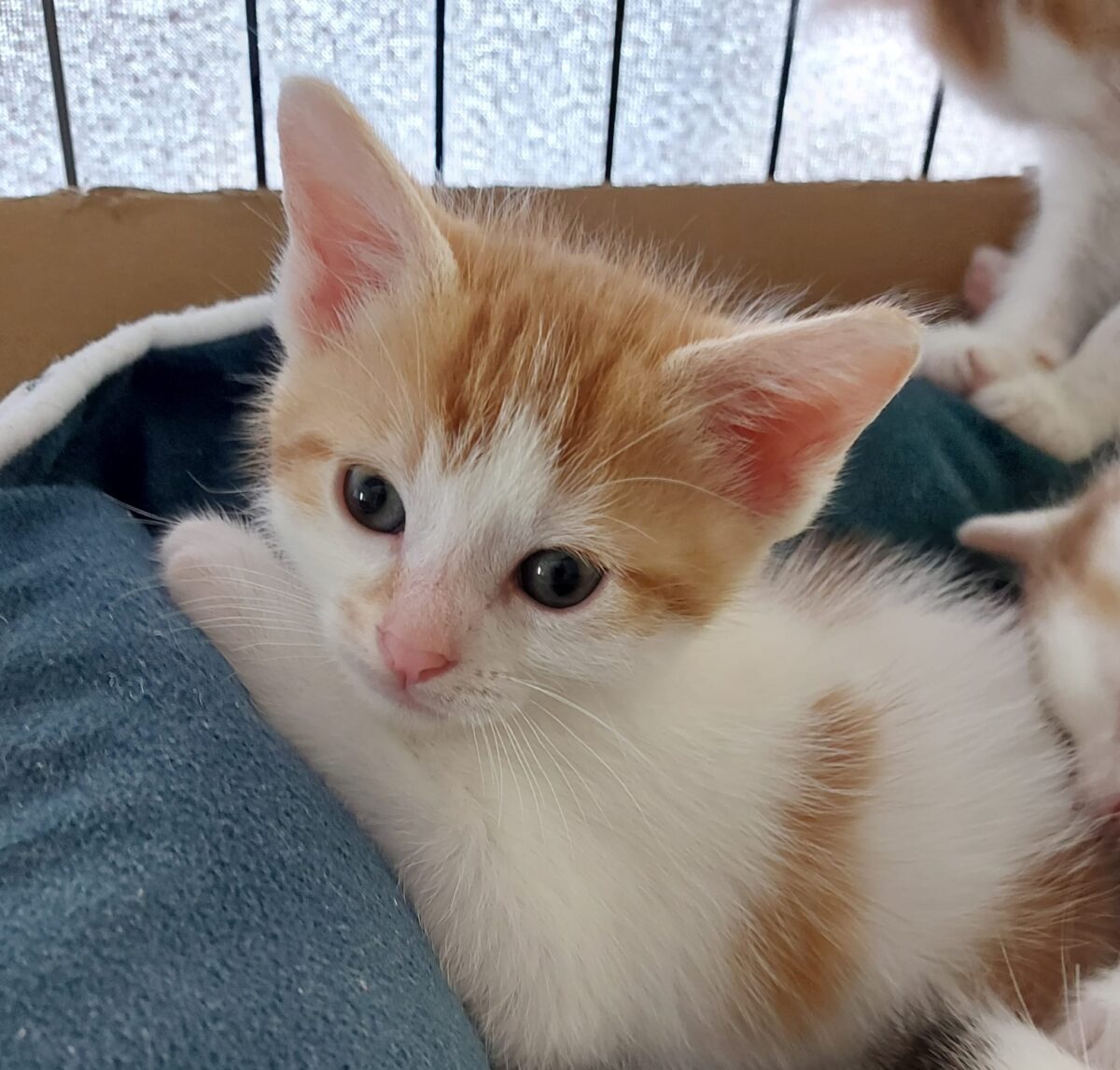 Foto BRAM (duo adoptie met Bounty)