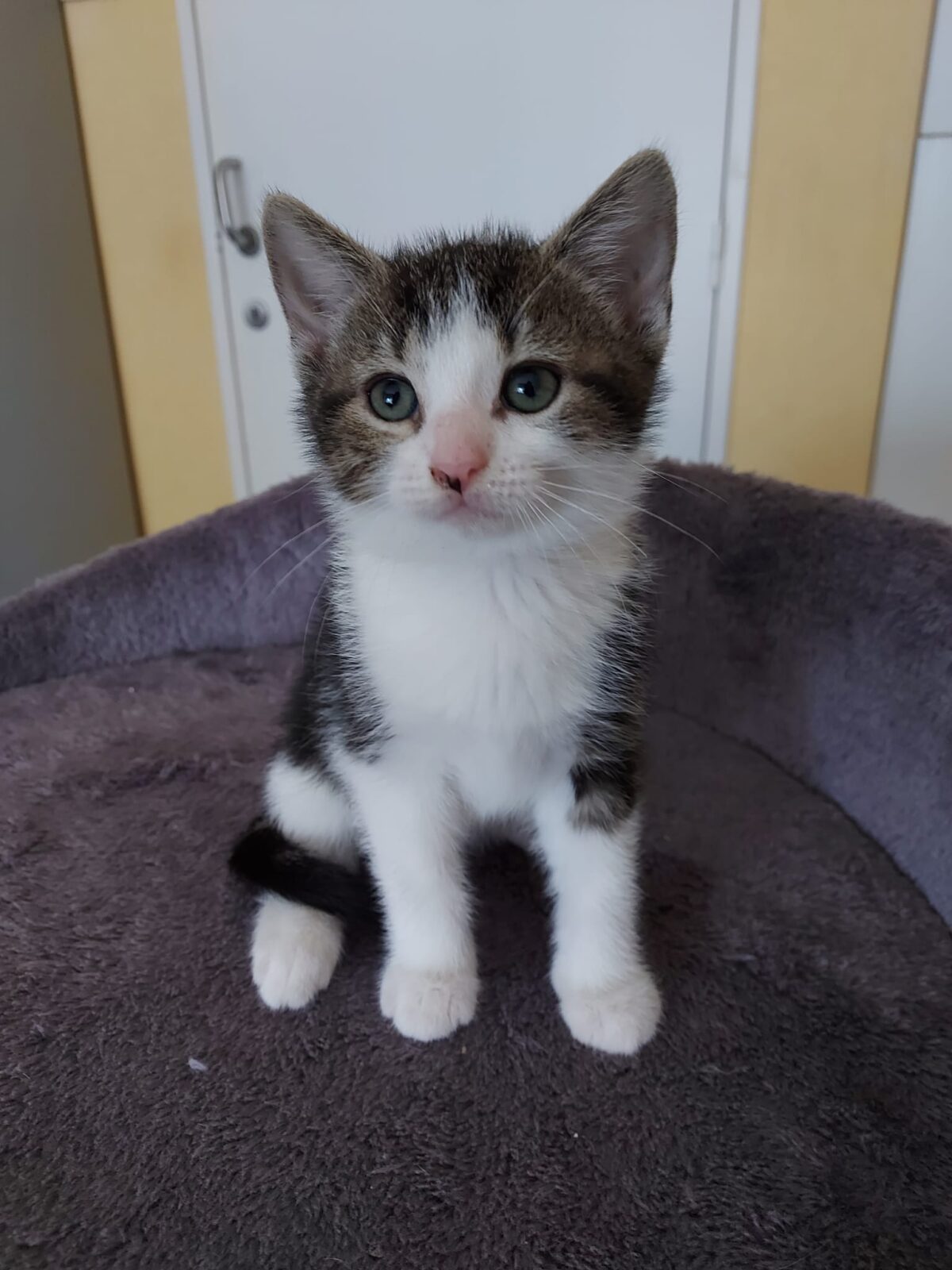 Foto BOUNTY (duo-adoptie met Bram)