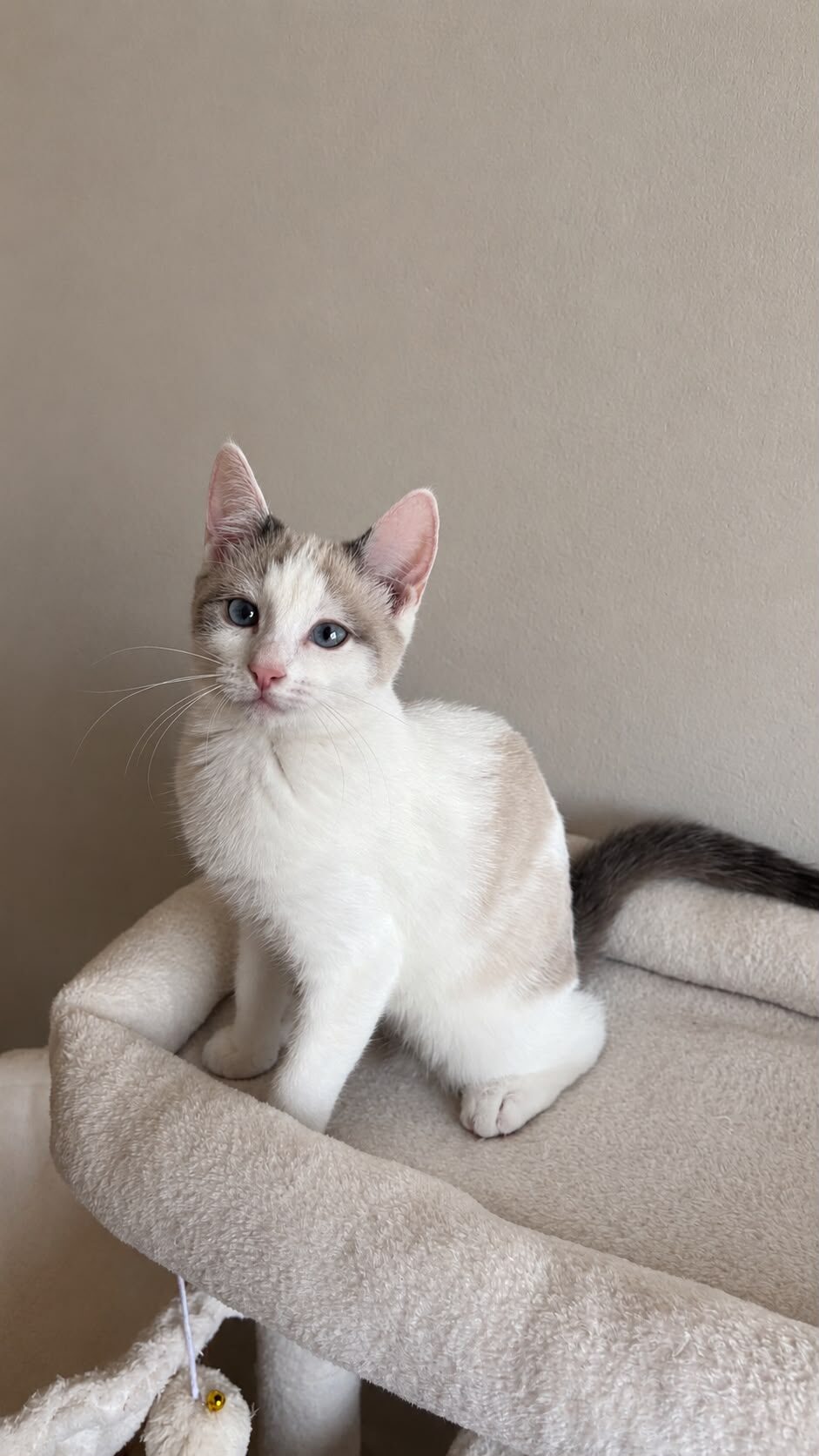 Foto EIRA (duo-adoptie met Emi)