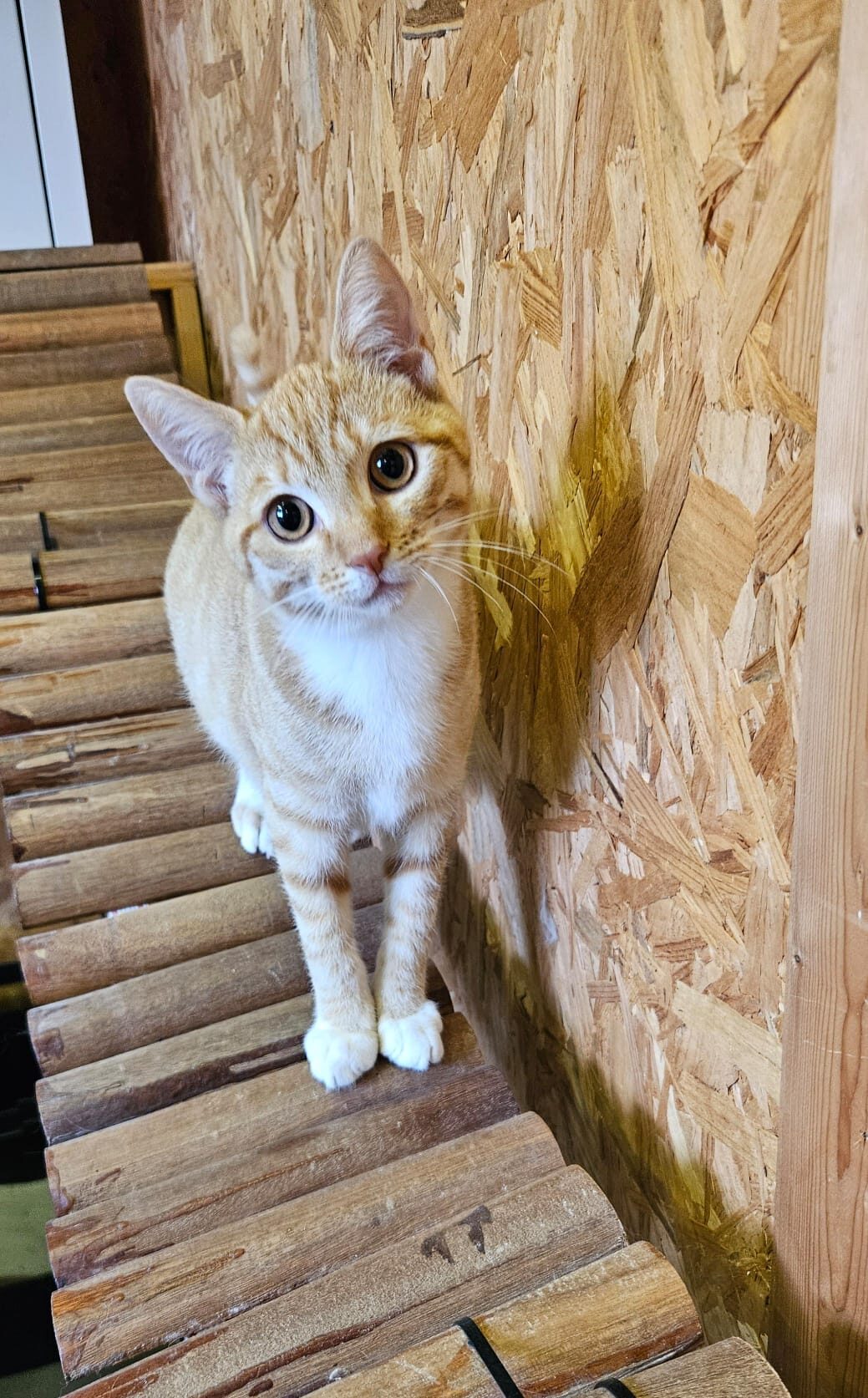 Foto GARFIELD