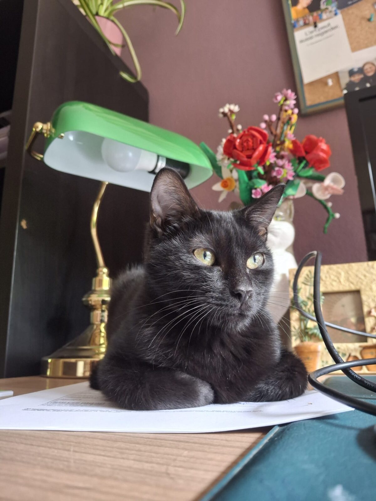 Foto HESTIA (duo adoptie)