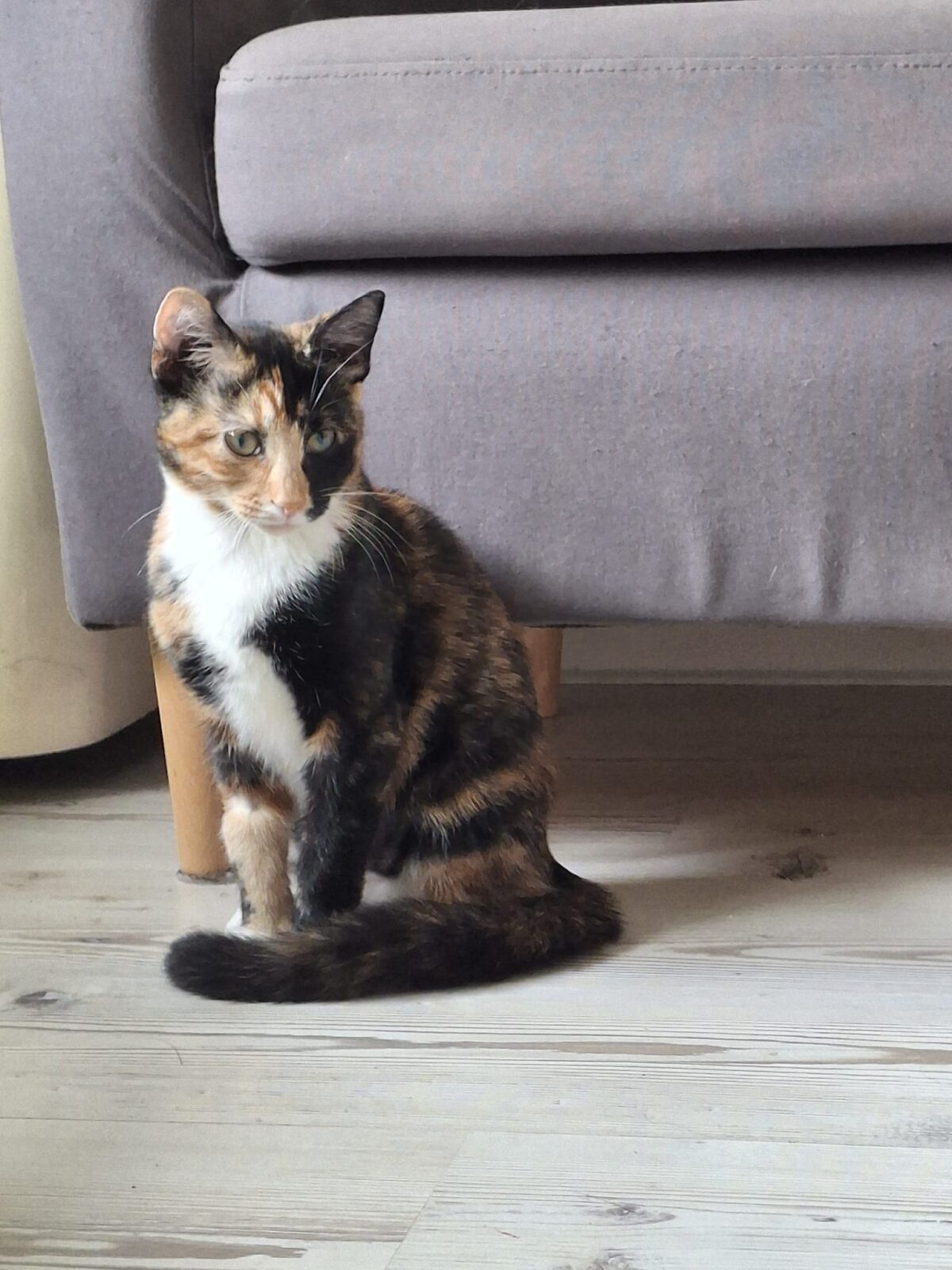 Foto HARMONY (duo adoptie)